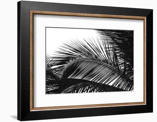 Palms 13-Jamie Kingham-Framed Art Print