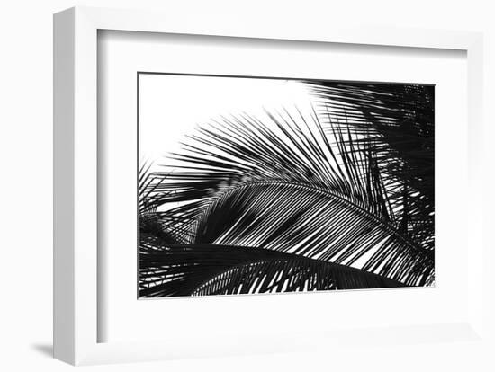 Palms 13-Jamie Kingham-Framed Art Print