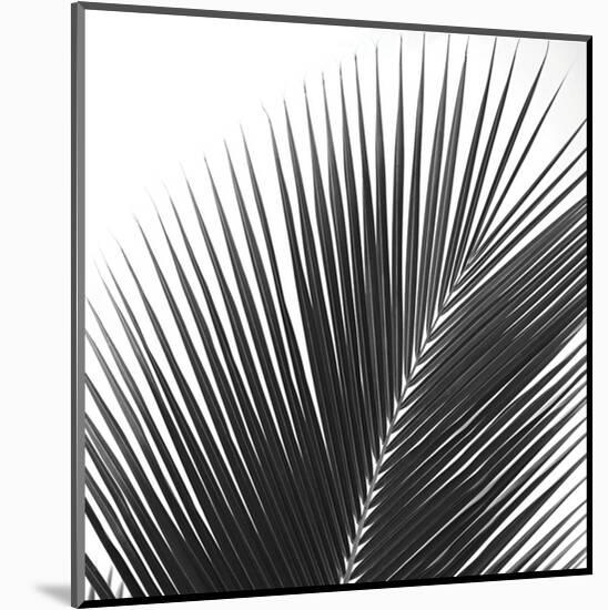 Palms 14 (detail)-Jamie Kingham-Mounted Art Print