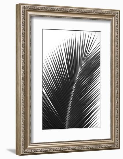 Palms 14-Jamie Kingham-Framed Art Print