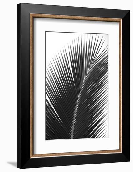 Palms 14-Jamie Kingham-Framed Art Print