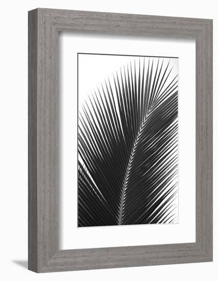 Palms 14-Jamie Kingham-Framed Art Print