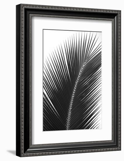 Palms 14-Jamie Kingham-Framed Art Print
