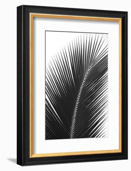 Palms 14-Jamie Kingham-Framed Art Print