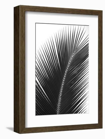 Palms 14-Jamie Kingham-Framed Art Print