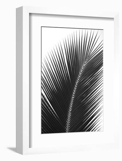 Palms 14-Jamie Kingham-Framed Art Print