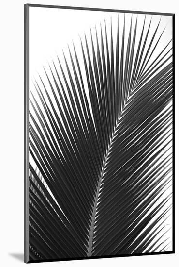 Palms 14-Jamie Kingham-Mounted Art Print