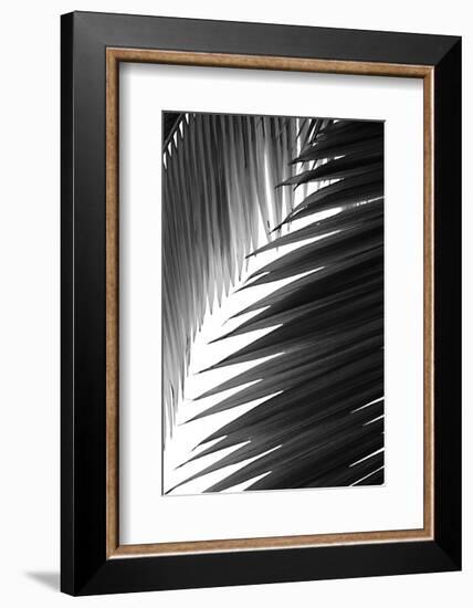 Palms 6-Jamie Kingham-Framed Art Print