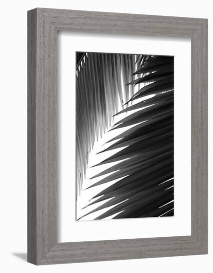 Palms 6-Jamie Kingham-Framed Art Print