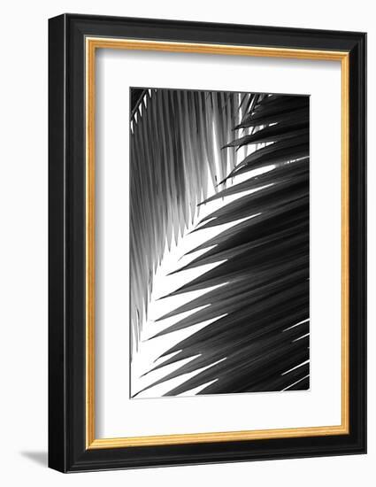 Palms 6-Jamie Kingham-Framed Art Print