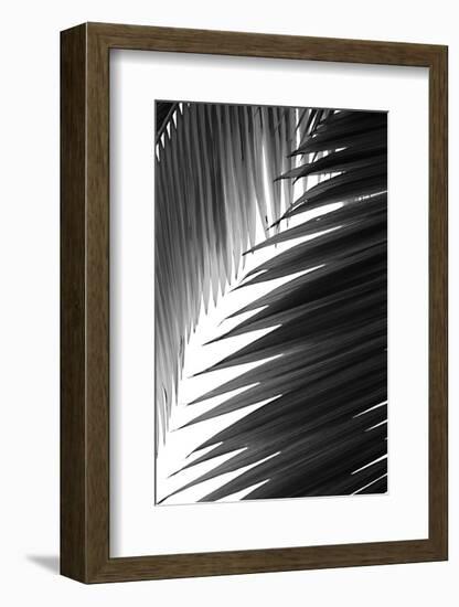 Palms 6-Jamie Kingham-Framed Art Print