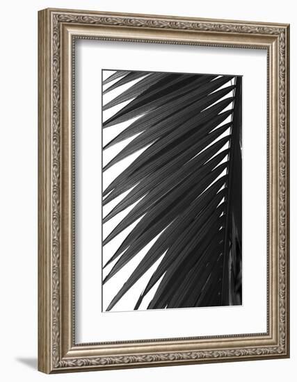 Palms 7-Jamie Kingham-Framed Art Print