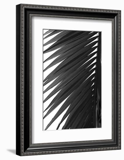 Palms 7-Jamie Kingham-Framed Art Print