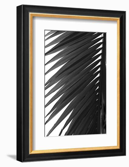 Palms 7-Jamie Kingham-Framed Art Print