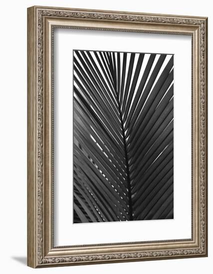 Palms 9-Jamie Kingham-Framed Art Print