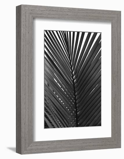 Palms 9-Jamie Kingham-Framed Art Print