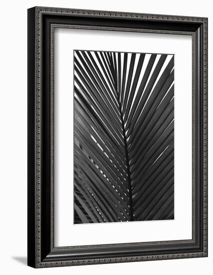 Palms 9-Jamie Kingham-Framed Art Print