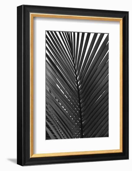 Palms 9-Jamie Kingham-Framed Art Print