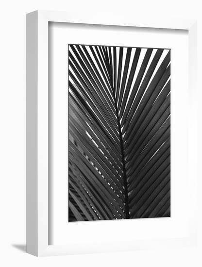 Palms 9-Jamie Kingham-Framed Art Print