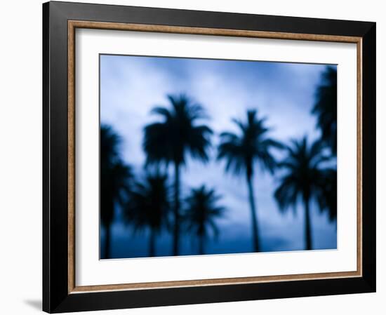 Palms along Ocean Avenue, Santa Monica, Los Angeles, California, USA-Walter Bibikow-Framed Photographic Print