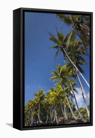 Palms along the Puna Coast, Big Island, Hawaii, (Before the lava flow of 2018)-Maresa Pryor-Framed Premier Image Canvas