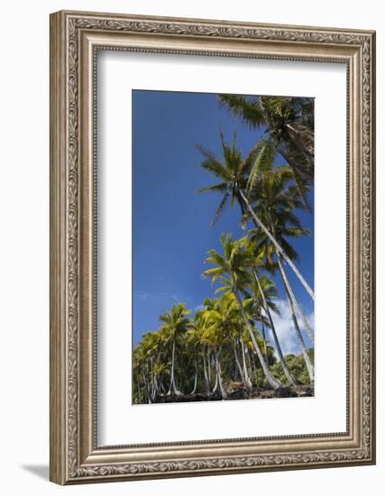 Palms along the Puna Coast, Big Island, Hawaii, (Before the lava flow of 2018)-Maresa Pryor-Framed Photographic Print