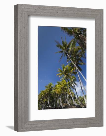 Palms along the Puna Coast, Big Island, Hawaii, (Before the lava flow of 2018)-Maresa Pryor-Framed Photographic Print