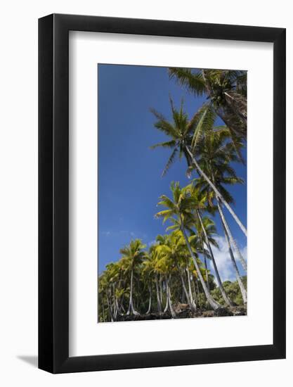 Palms along the Puna Coast, Big Island, Hawaii, (Before the lava flow of 2018)-Maresa Pryor-Framed Photographic Print