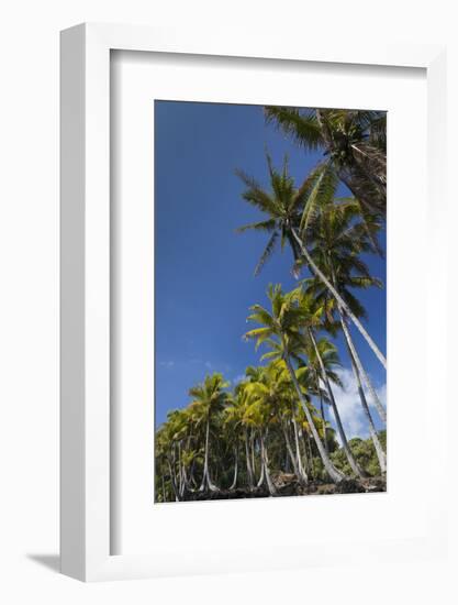 Palms along the Puna Coast, Big Island, Hawaii, (Before the lava flow of 2018)-Maresa Pryor-Framed Photographic Print