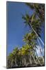 Palms along the Puna Coast, Big Island, Hawaii, (Before the lava flow of 2018)-Maresa Pryor-Mounted Photographic Print