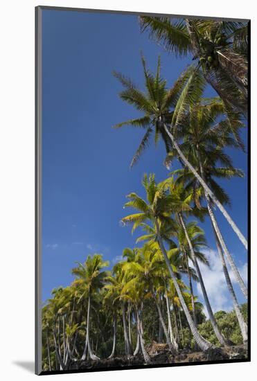 Palms along the Puna Coast, Big Island, Hawaii, (Before the lava flow of 2018)-Maresa Pryor-Mounted Photographic Print