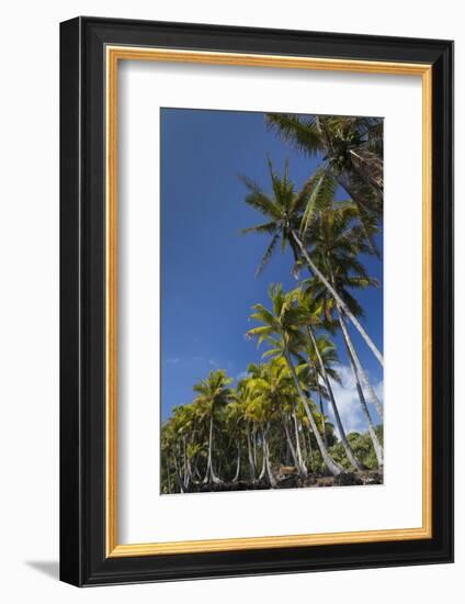 Palms along the Puna Coast, Big Island, Hawaii, (Before the lava flow of 2018)-Maresa Pryor-Framed Photographic Print