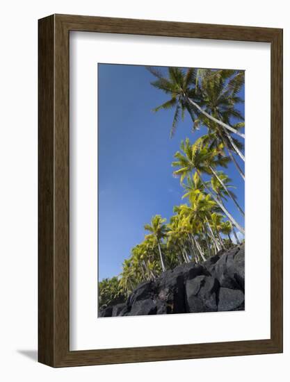 Palms along the Puna Coast, Big Island, Hawaii, (Before the lava flow of 2018)-Maresa Pryor-Framed Photographic Print