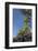 Palms along the Puna Coast, Big Island, Hawaii, (Before the lava flow of 2018)-Maresa Pryor-Framed Photographic Print