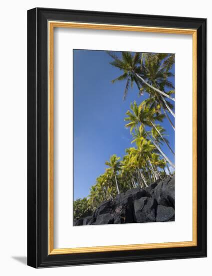 Palms along the Puna Coast, Big Island, Hawaii, (Before the lava flow of 2018)-Maresa Pryor-Framed Photographic Print