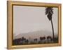 Palms and Hill-Graeme Harris-Framed Premier Image Canvas