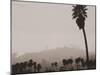 Palms and Hill-Graeme Harris-Mounted Photographic Print