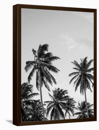 Palms in Grey-Design Fabrikken-Framed Premier Image Canvas