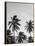 Palms in Grey-Design Fabrikken-Framed Premier Image Canvas