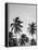 Palms in Grey-Design Fabrikken-Framed Premier Image Canvas