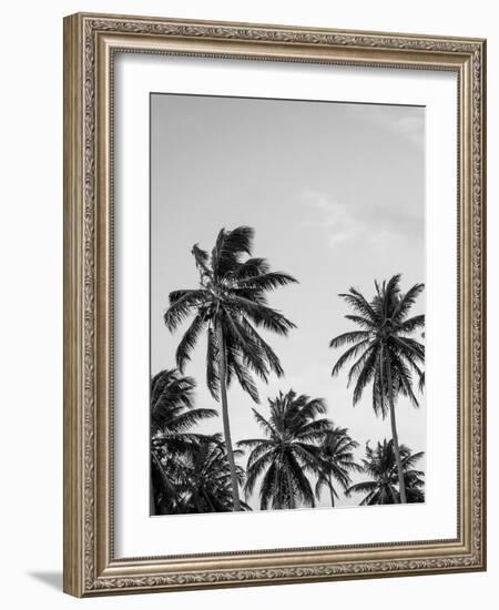 Palms in Grey-Design Fabrikken-Framed Photographic Print