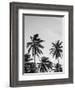 Palms in Grey-Design Fabrikken-Framed Photographic Print