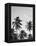 Palms in Grey-Design Fabrikken-Framed Premier Image Canvas