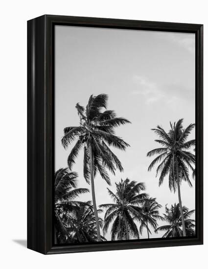 Palms in Grey-Design Fabrikken-Framed Premier Image Canvas