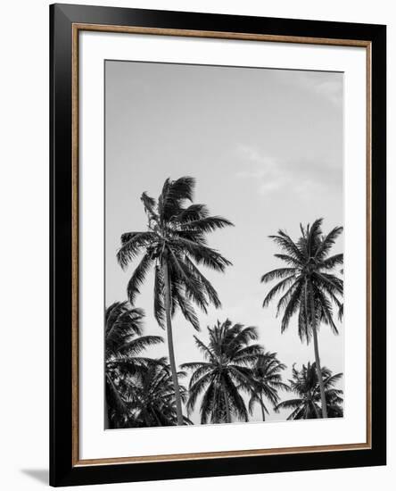 Palms in Grey-Design Fabrikken-Framed Premium Photographic Print