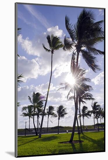 Palms in the Backlight in the Early Morning, Lummus Park, Miami South Beach-Axel Schmies-Mounted Photographic Print