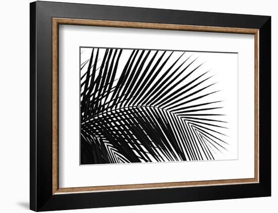 Palms, no. 10-Jamie Kingham-Framed Giclee Print