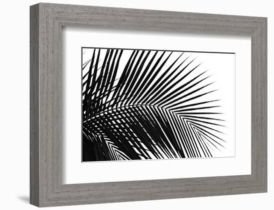 Palms, no. 10-Jamie Kingham-Framed Giclee Print