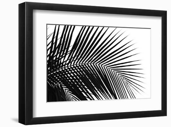 Palms, no. 10-Jamie Kingham-Framed Giclee Print