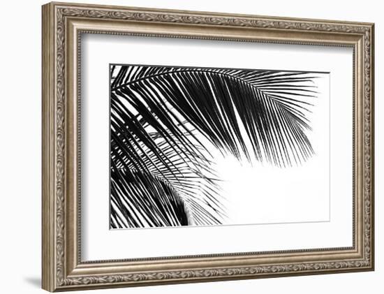 Palms, no. 11-Jamie Kingham-Framed Giclee Print